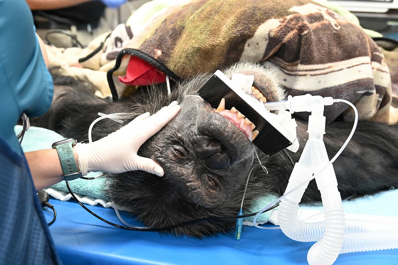 El chimpancé también fue sometido a un tratamiento.