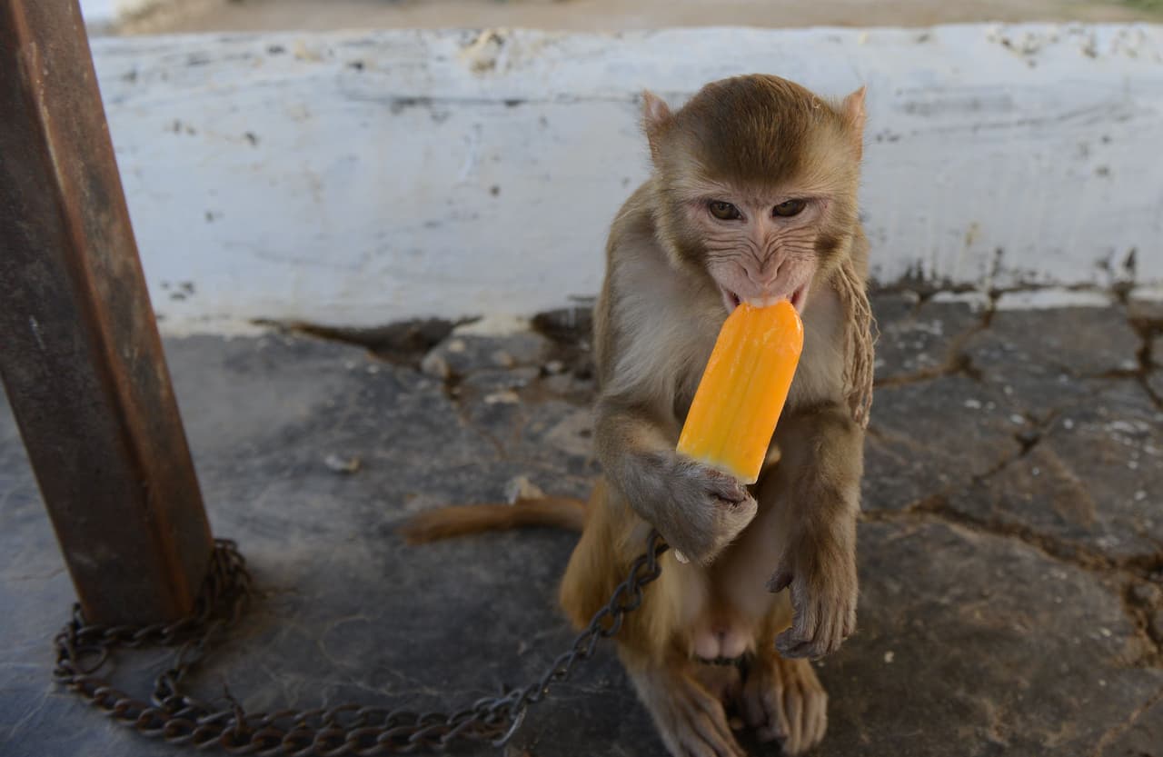 La deshidratación por calor también afecta a los animales. Quienes cuidan los animales deben tener presente un esfuerzo extra para que estos consuman el líquido que necesitan y no sufran. Esta macaco, está en un centro de rescate en la India, donde fue trasladado por deshidratación.
