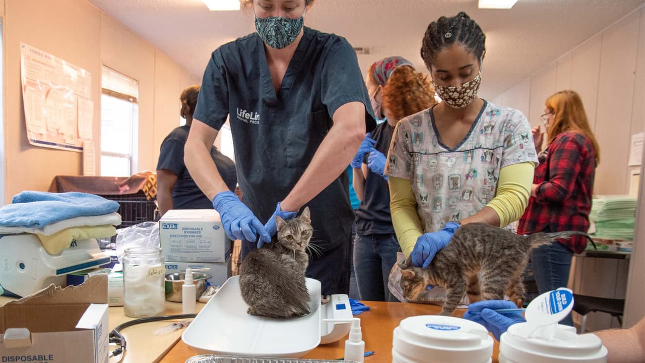 Los veterinarios de Lifeline evaluaron y trataron a los gatos con infecciones respiratorias y oculares