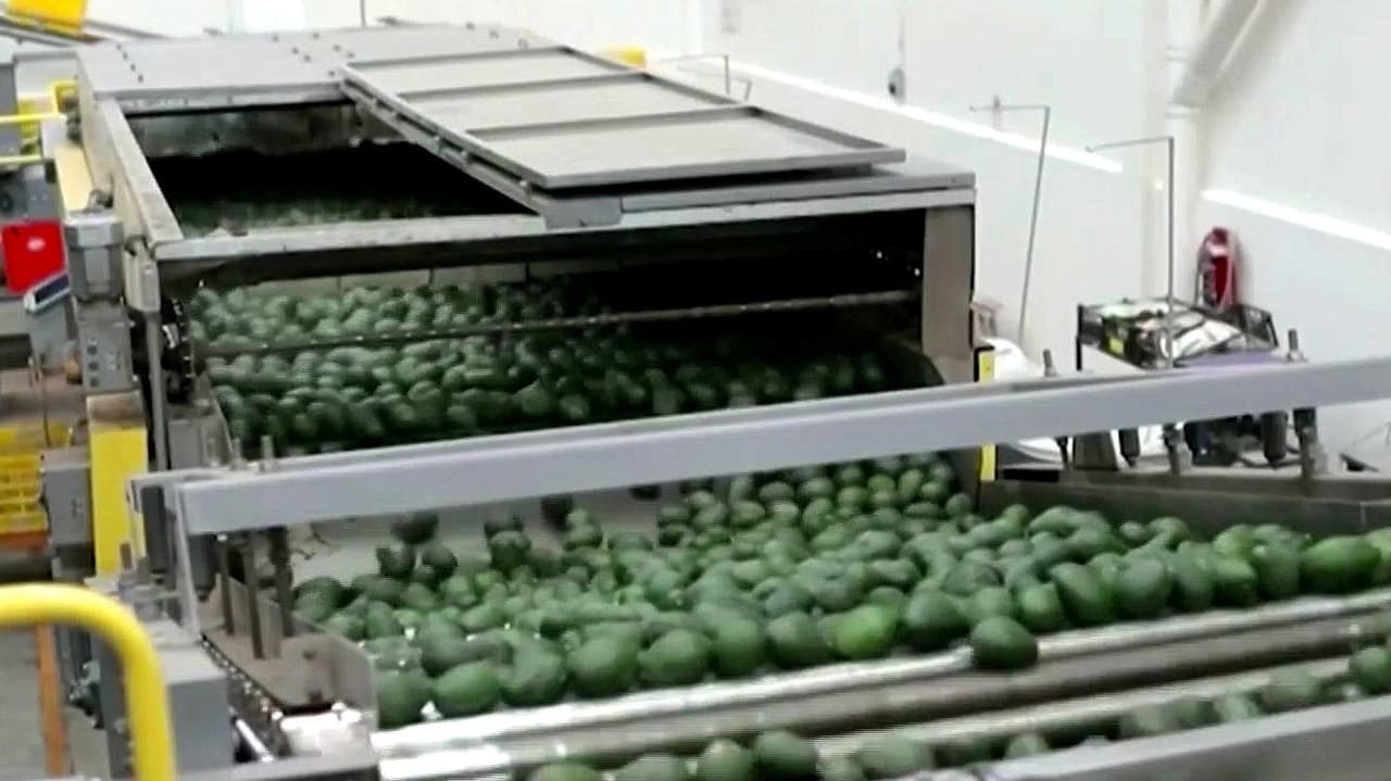 ¿Cese de importaciones de aguacate a EEUU, presiona a México a responder ante el crimen en Michoacán?