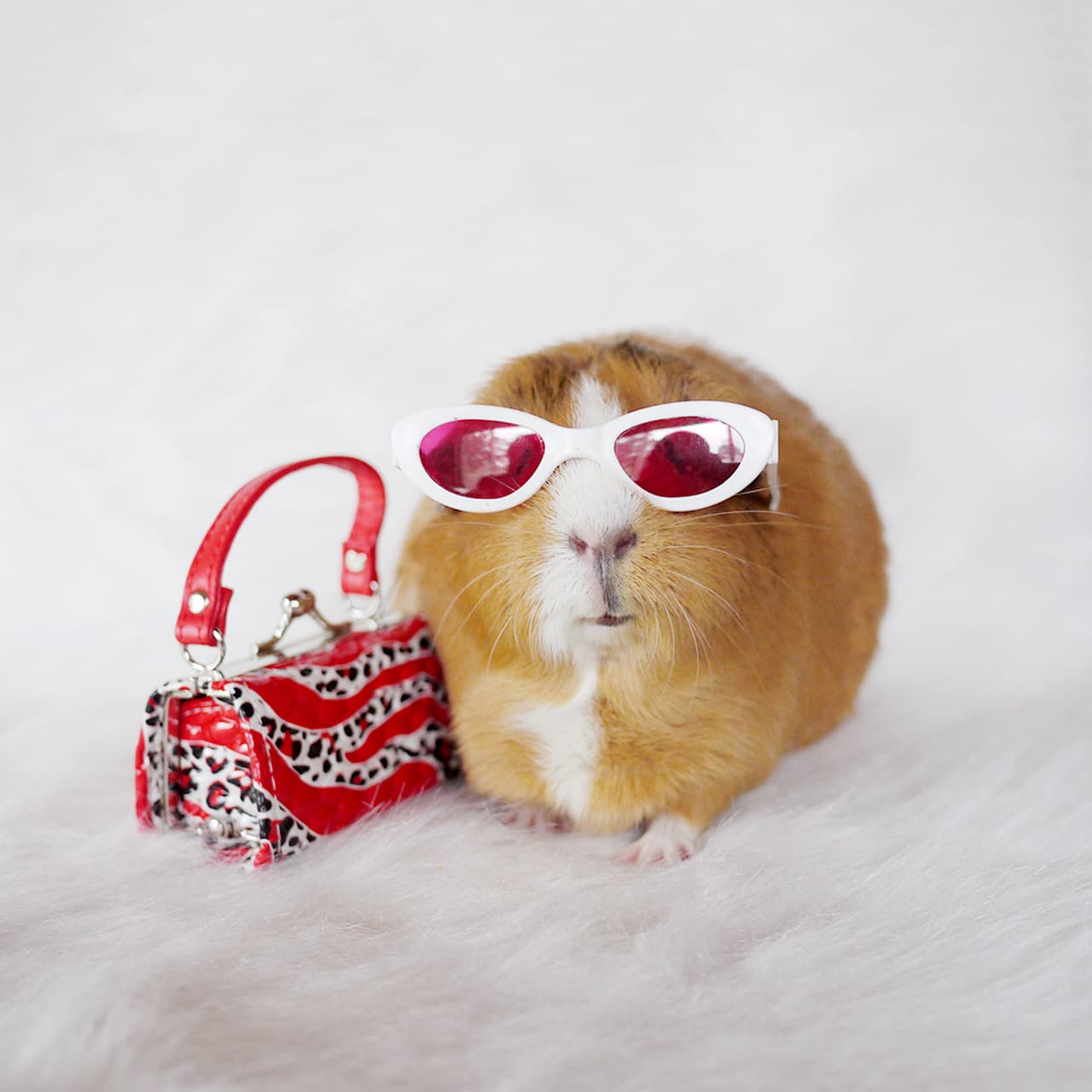 Unos lentes de sol la convierten en la envidia de su jaula.