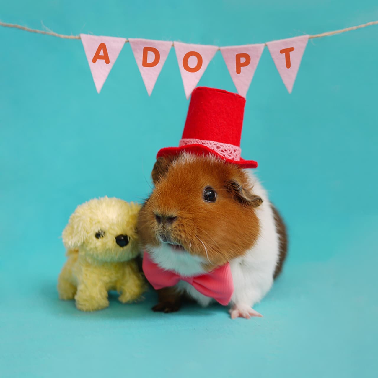 ¿No te da un ataque de ternura al verlo?