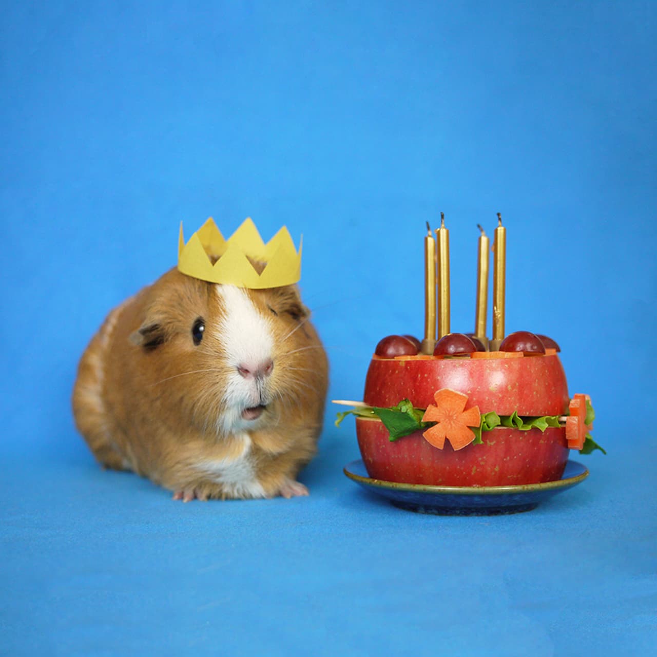 ¡Feliz cumpleaños al príncipe hámster!