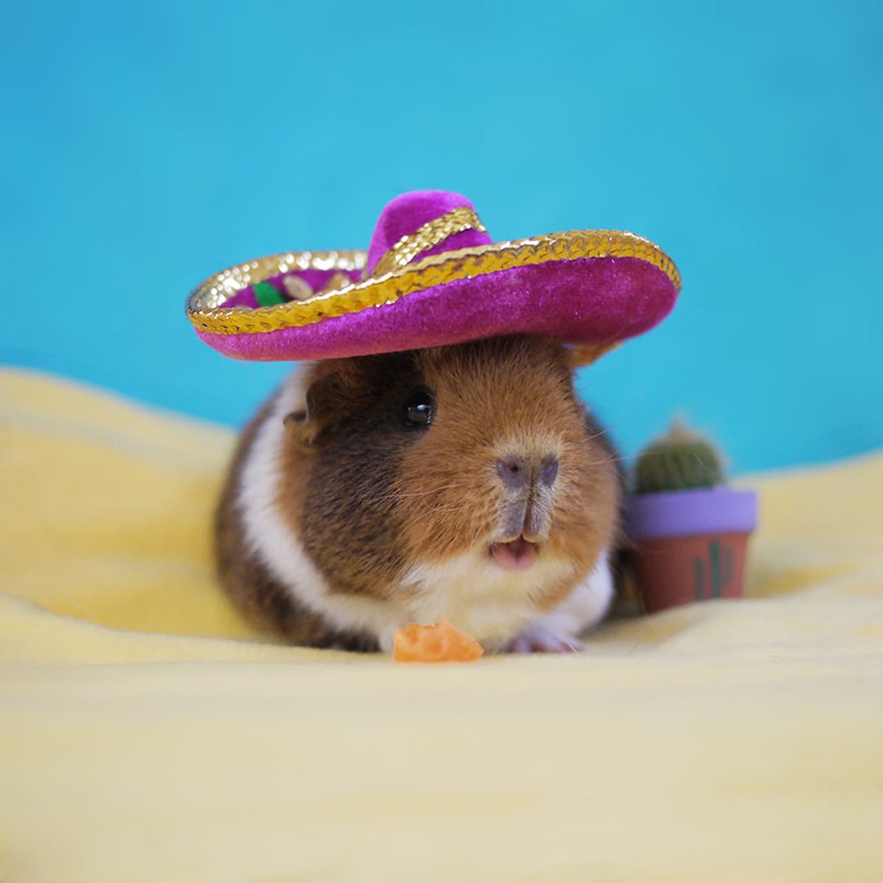 Estos cuyos son grandes fashionistas.