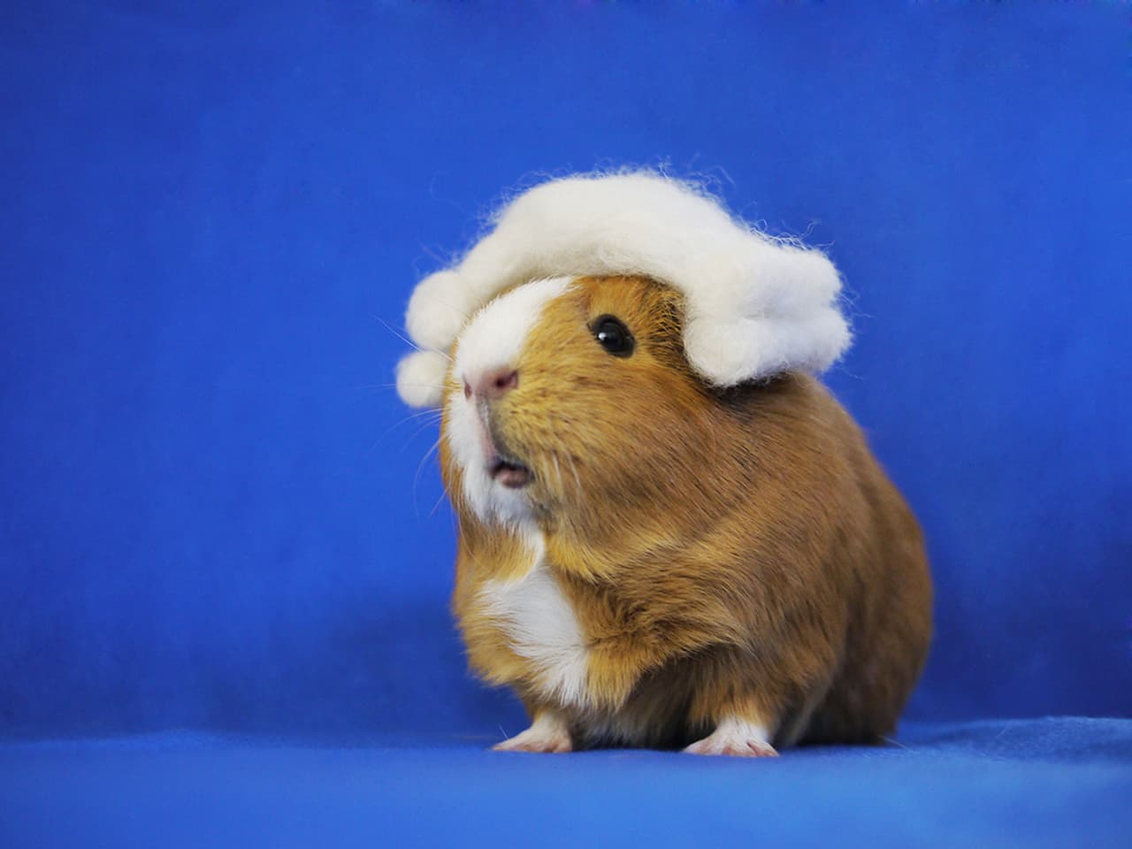 ¡Ulalá! ¿Habías visto un juez tan elegante y peludo?