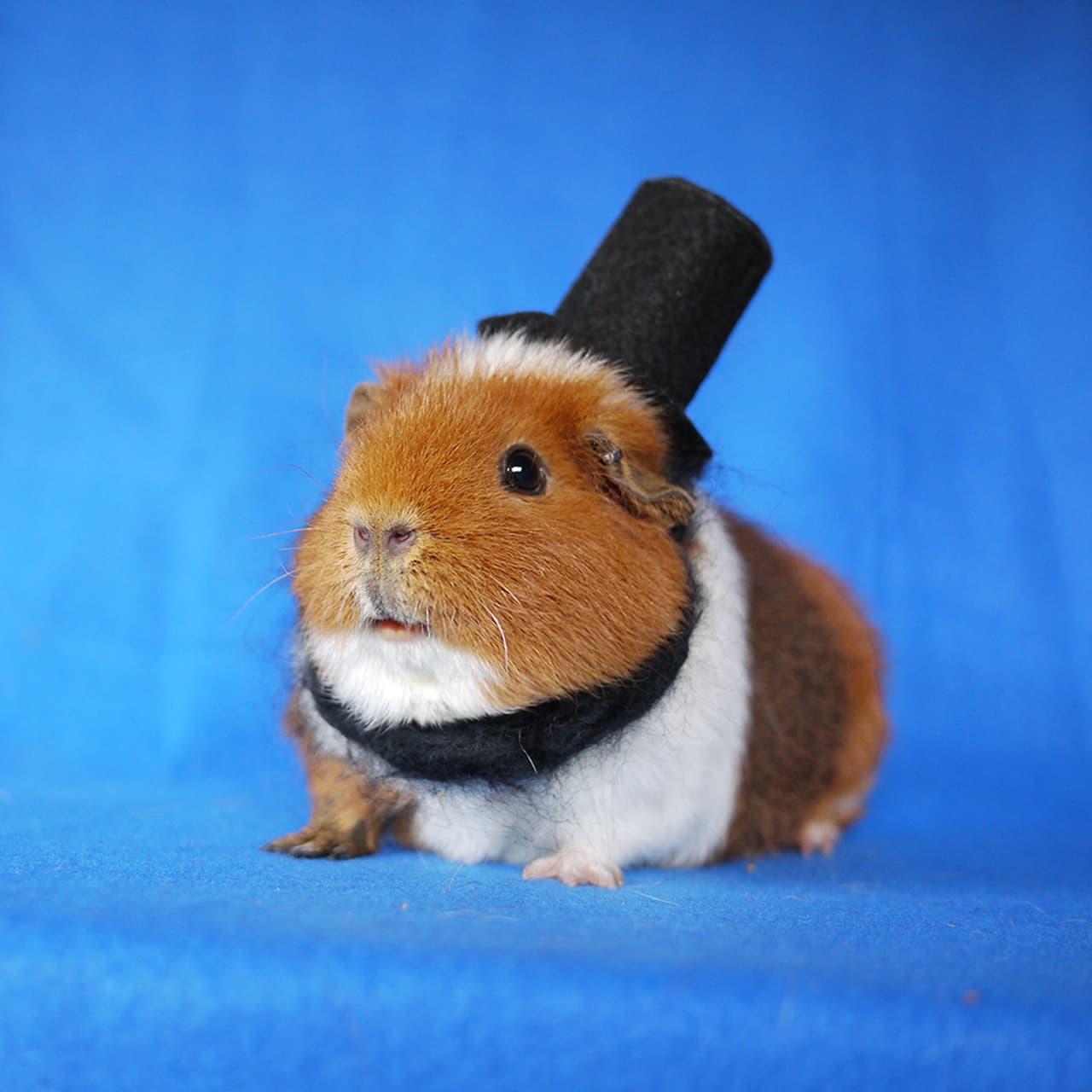 Es el gemelo de Abraham Lincoln.