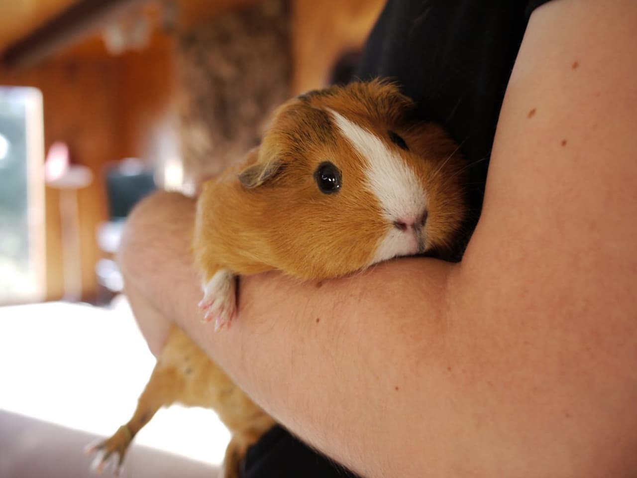 No sólo visten bien, además son unas mascotas encantadoras.