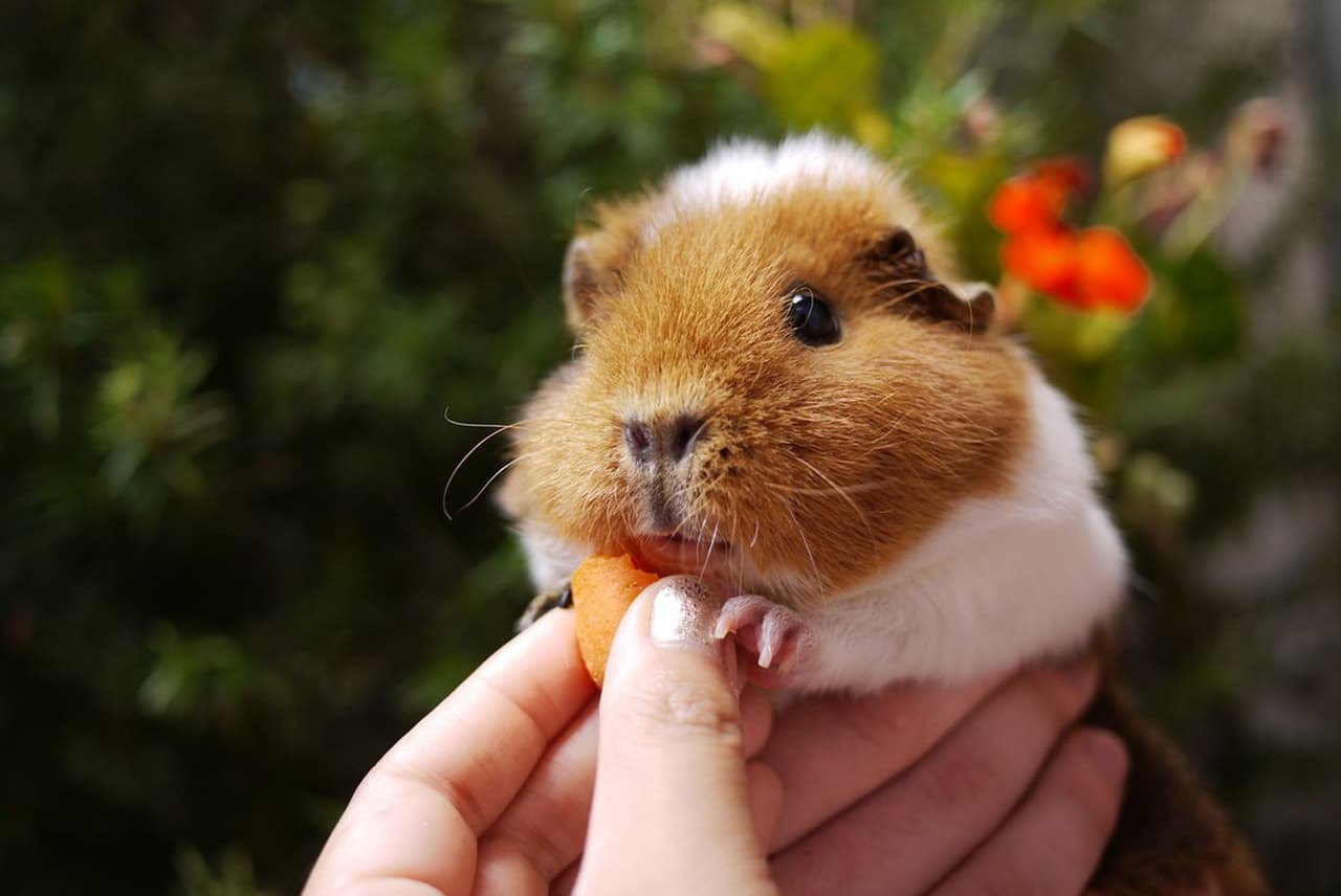 Fuzzberta y MGP nunca dejan de comer.