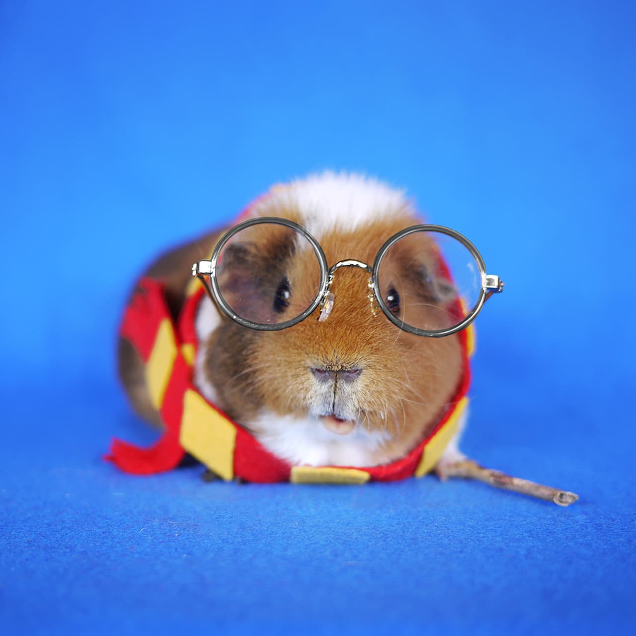 ¡El sombrero seleccionador lo mandó a Gryffindor!