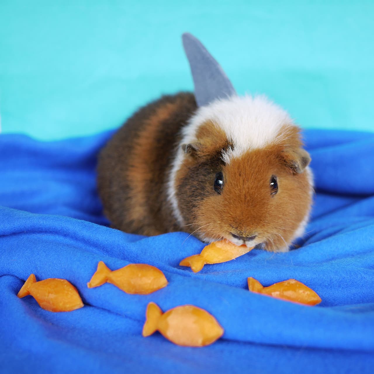 ¡Cuidado con el aterrador cuyo-tiburón!