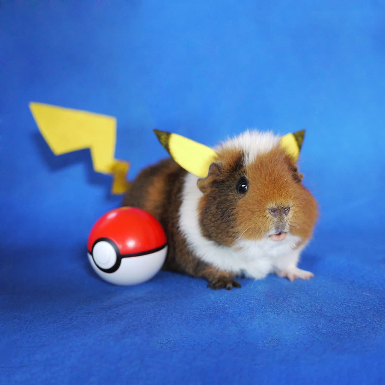 Muy eléctrico es este pequeñín.