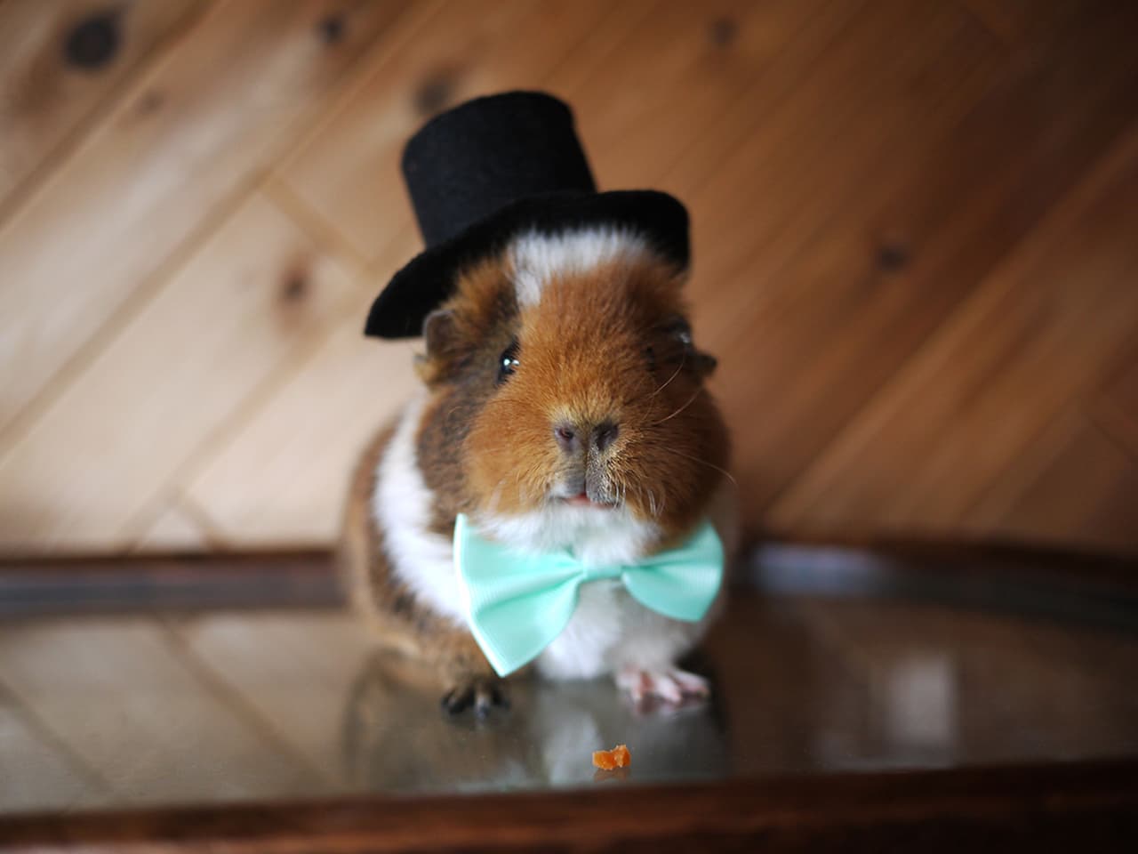 Fuzzberta y MiniGuineaPig (MGP) son dos hermanitos muy tiernos.