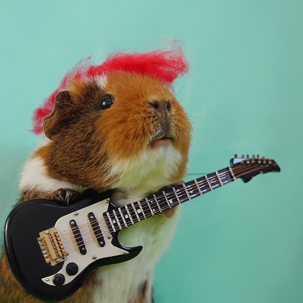 ¡Tienen un gusto excelente!