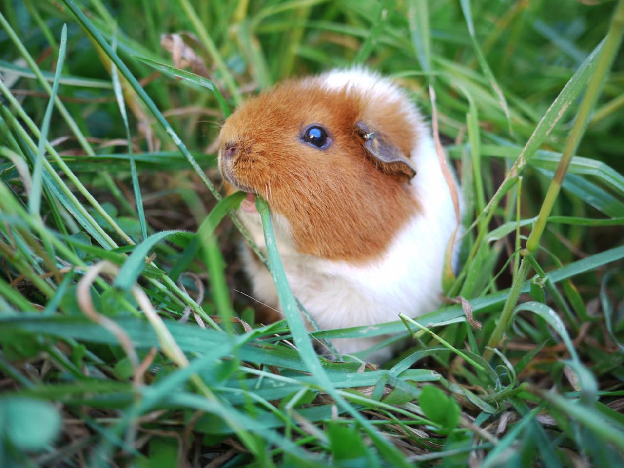 Cuando no están vistiendo lo mejor, comen de todo.