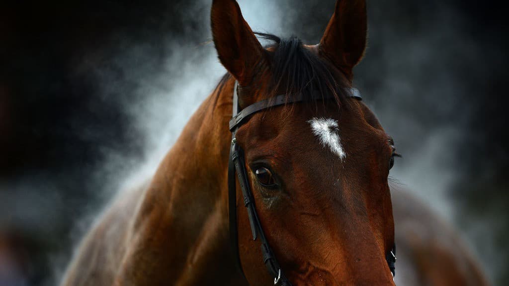 Investigan hallazgo de tres caballos descuartizados en una finca de Miami-Dade