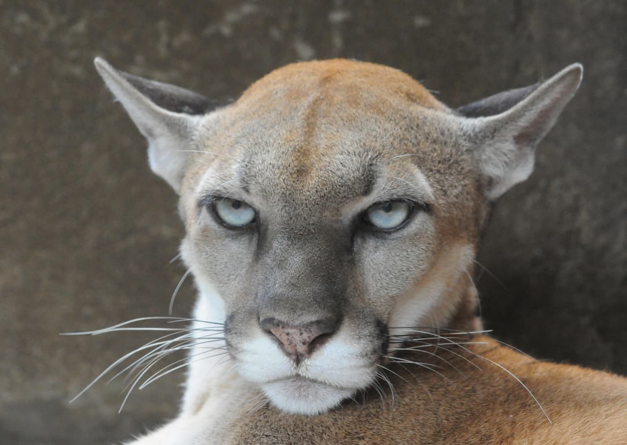 Un puma entra en el zoo de Los Ángeles y mata a un koala
