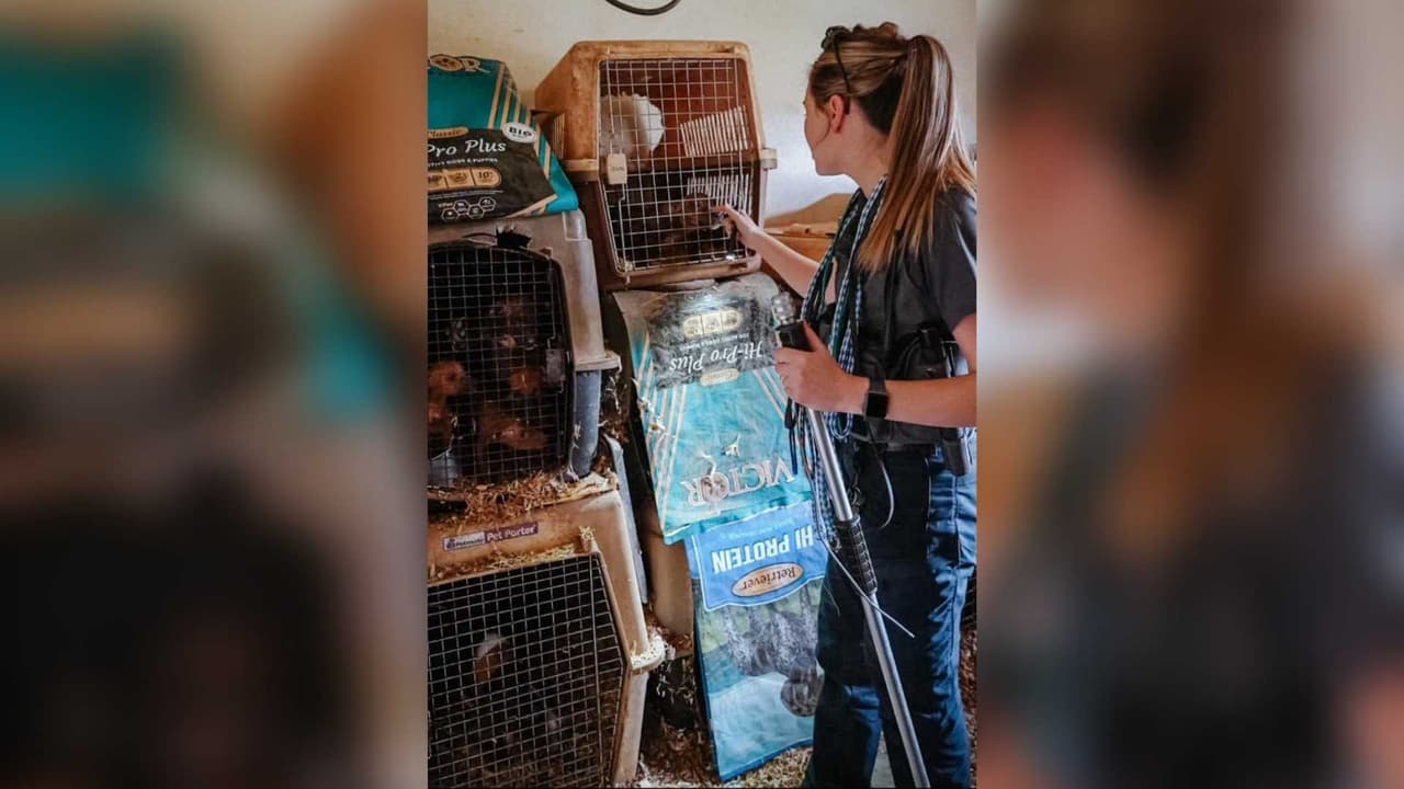 Algunas de las perras rescatadas están preñadas y se espera que den a luz pronto.