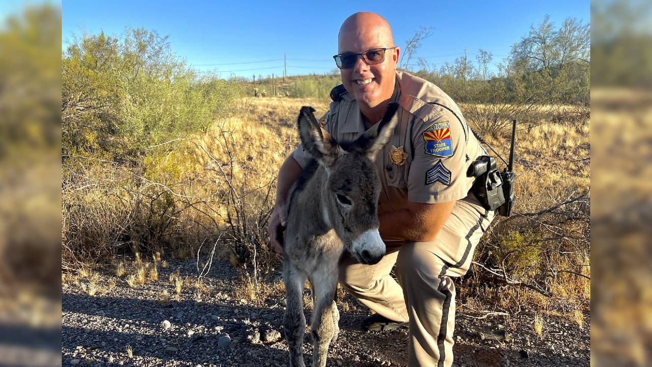 El DPS informó que uno de sus agentes adoptará al pequeño burro, el cual fue bautizado como “Roger”, una vez que tenga edad suficiente para abandonar el refugio.