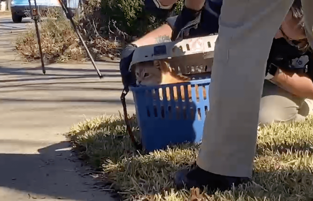 Los oficiales de Control de Animales se llevaron a docenas de gatos de una casa en Round Rock el miércoles por la tarde.