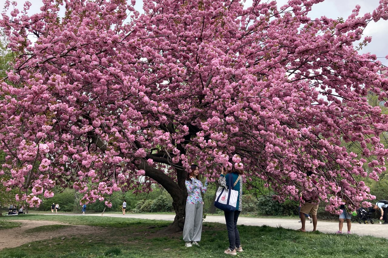 <b>1. Central Park</b>
<br>Con más de 340 hectáreas, este parque a
<b>lberga cerezos Yoshino y Kwanzan</b>. Destacan Cherry Hill, East Drive y Pilgrim Hill, donde los árboles forman túneles y arcos de flores rosadas, creando algunos de los paisajes primaverales más fotografiados de Nueva York.