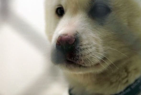 El comercio de carne de perro es una actividad que continua en algunas áreas de Asia, sin embargo los reportes indican que en los últimos años ha ido en declive.