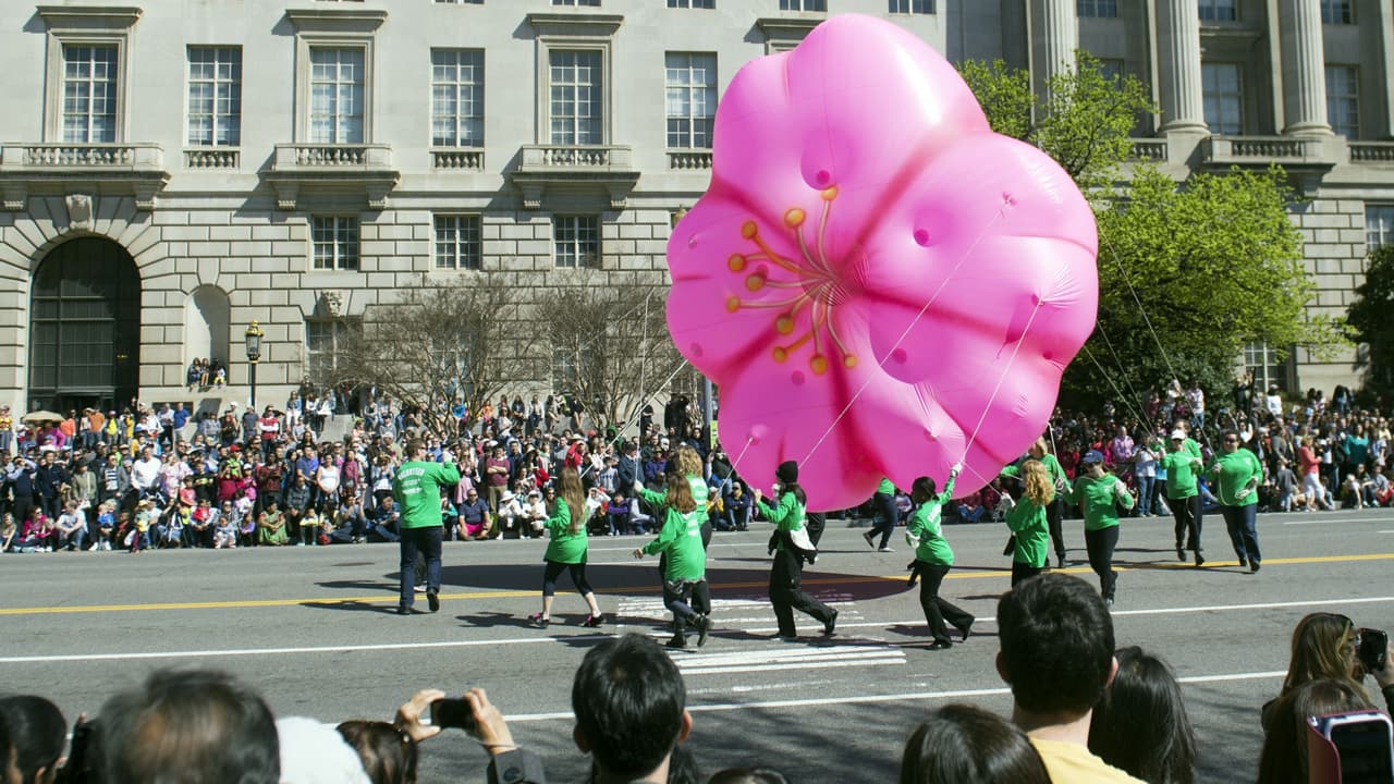 Desfile del Cherry Blossom generará cierres de calles alrededor del National Mall el sábado