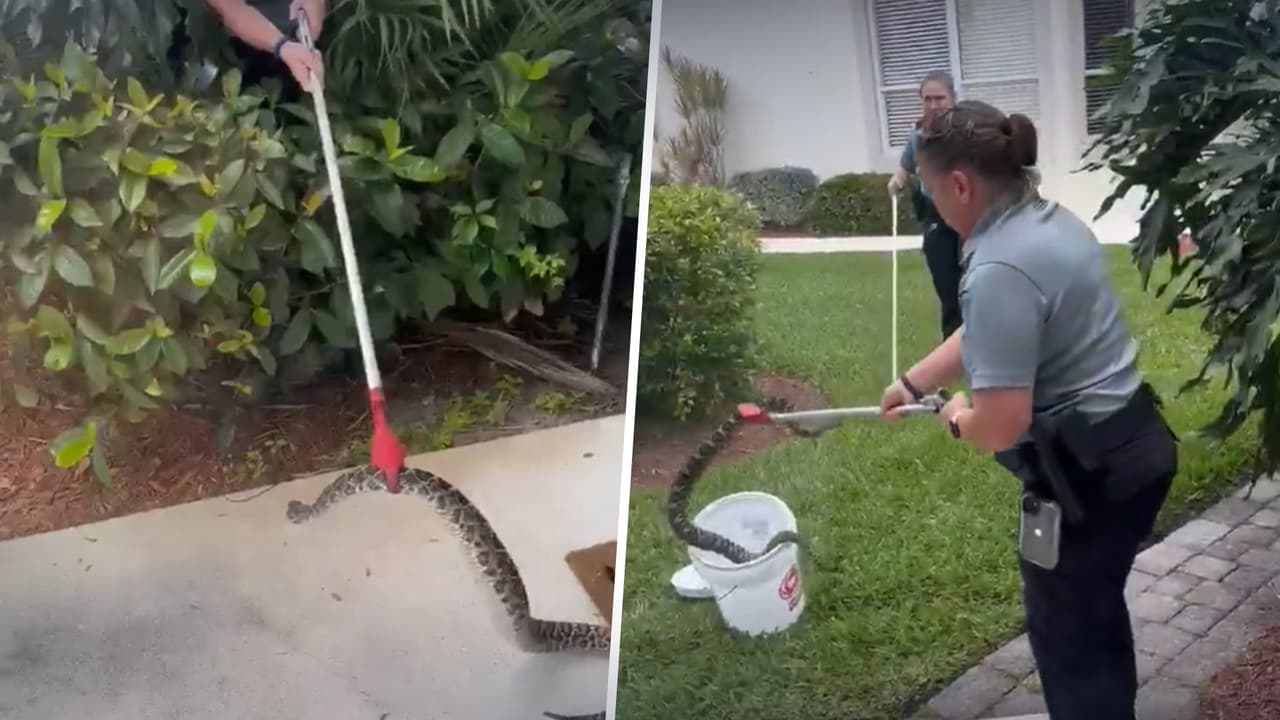 Encuentra a venenosa serpiente de cascabel tomando el sol  en la puerta de su casa en Florida