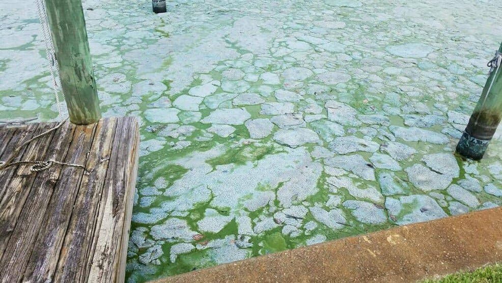 Florida declara estado de emergencia por alta presencia de algas tóxicas