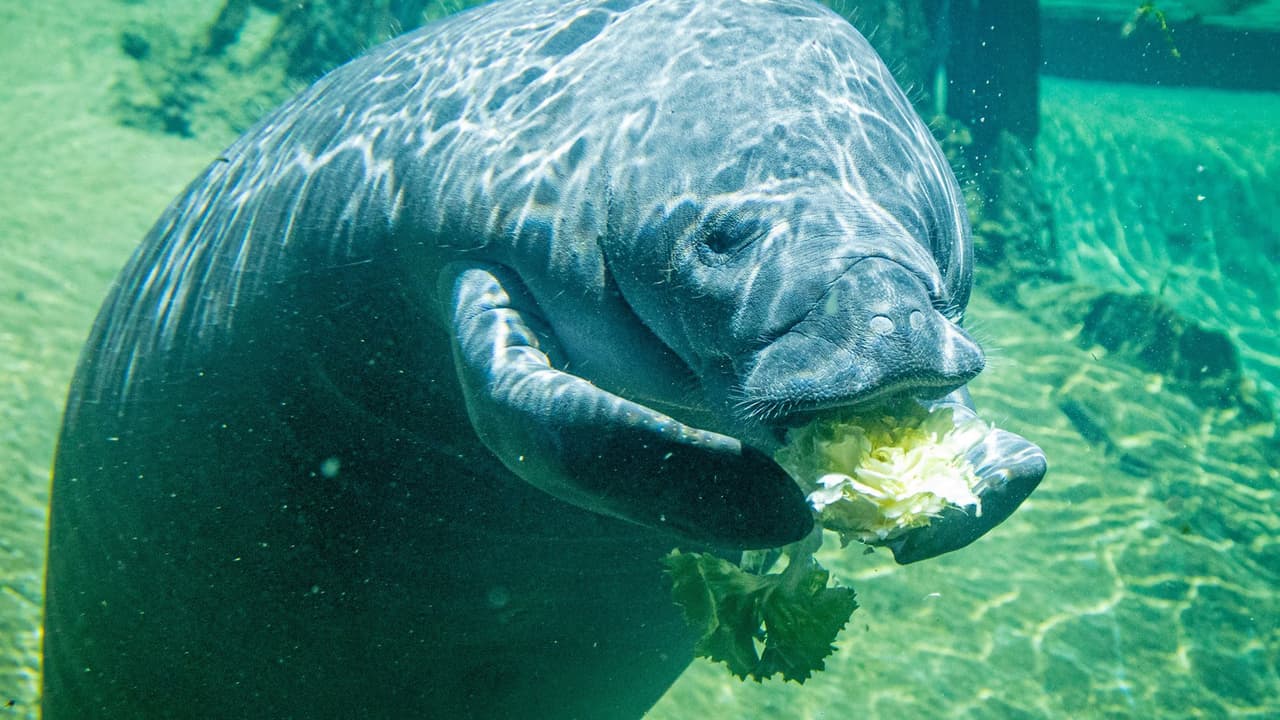 Liberan a "Bellissima", una manatí que estuvo 15 meses en rehabilitación