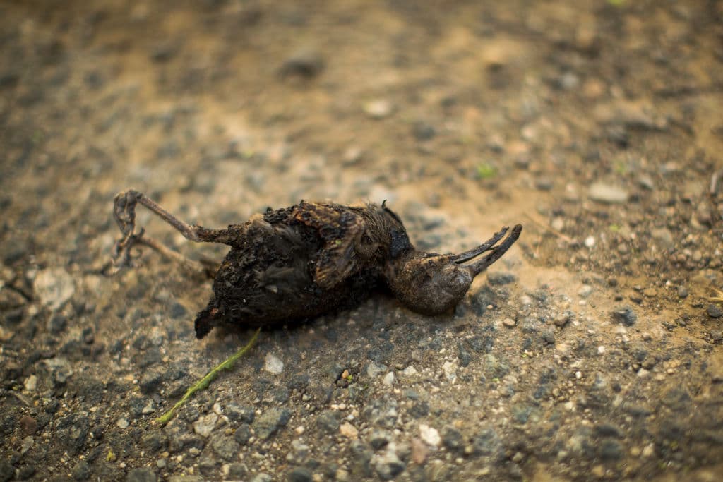Un pájaro yace muerto consumido por las llamas del Woolsey Fire cerca a Malibu. Después de sufrir un tiroteo, los residentes de Thousand Oaks se ven amenazados por dos peligrosos incendios cercanos, incluyendo el Woolsey Fire, que ya llegó a la costa del Pacífico en Malibu. David McNew/Getty Images