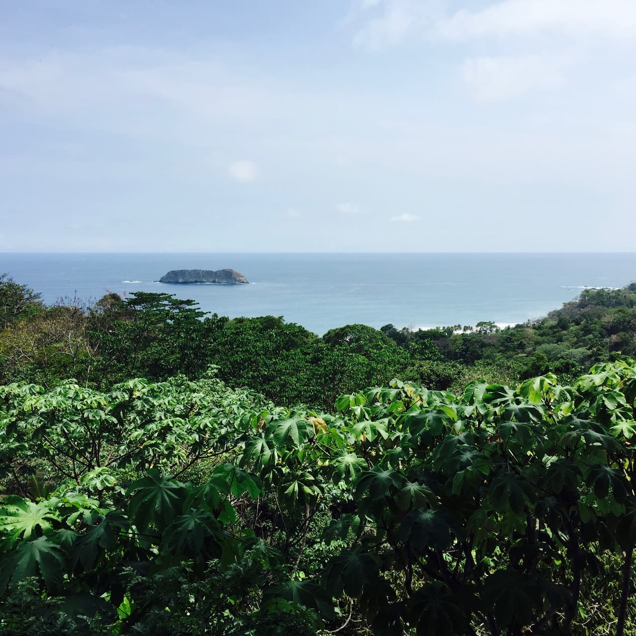 Vegetación exuberante de isla tropical. Puntarenas, Costa Rica.