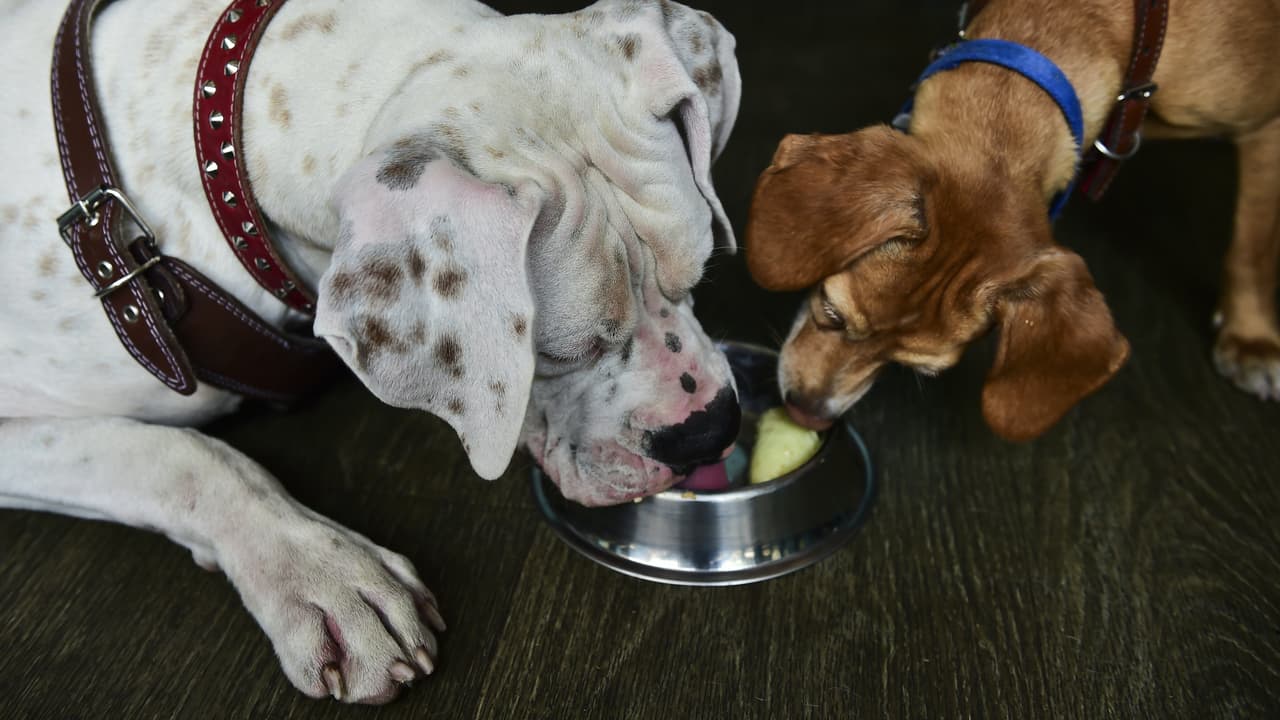 Condado de Kern inicia programa de asistencia alimentaria para mascostas