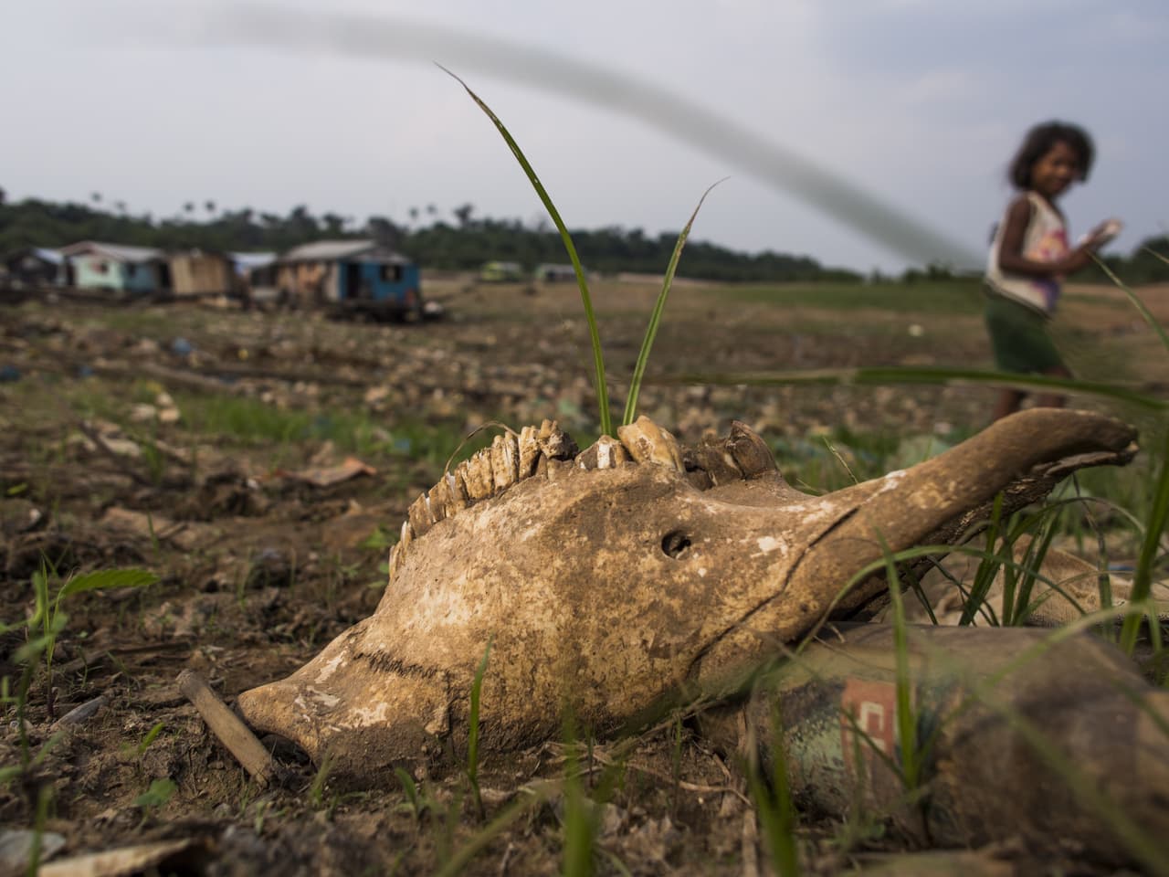 La cabeza de un animal afectado por la sequía en Brasil.