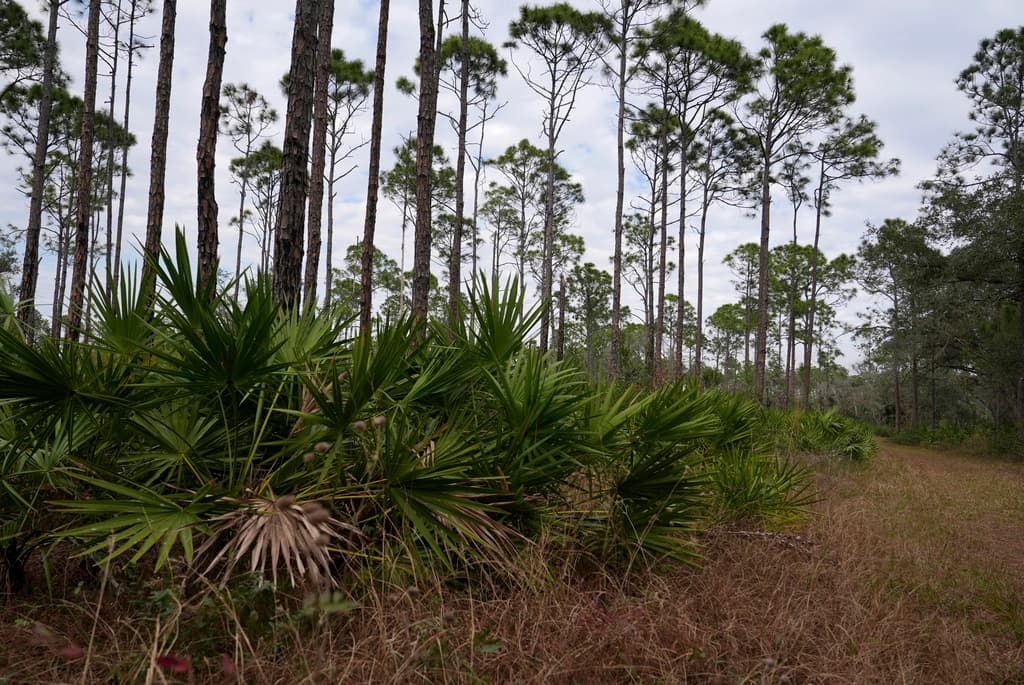 La expansión urbana en el suroeste de Florida aumenta las muertes de pumas, cuya población está confinada a un hábitat cada vez más reducido por el desarrollo.