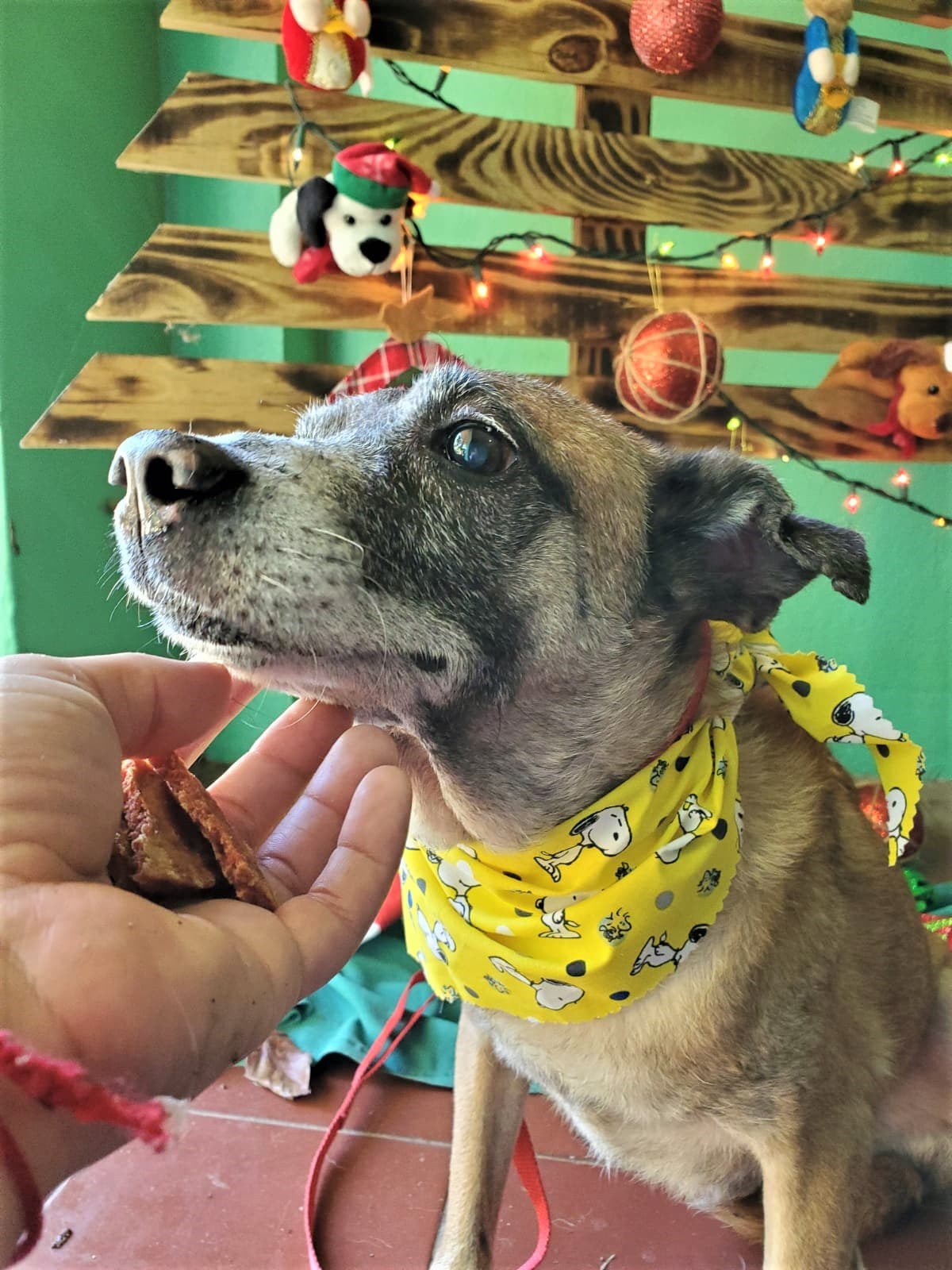 Para más información sobre la organización puede visitar sus redes sociales: Twitter (
<a href="https://twitter.com/SASFAPR" target="_blank">@SASFAPR</a>) , Fanpage en Facebook (
<a href="https://www.facebook.com/sasfapr/" target="_blank">Santuario de Animales San Francisco de Asís, Inc. / @sasfapr</a>) , Instagram (
<a href="https://www.instagram.com/santuario.sasfapr/" target="_blank">santuario.sasfapr</a>)