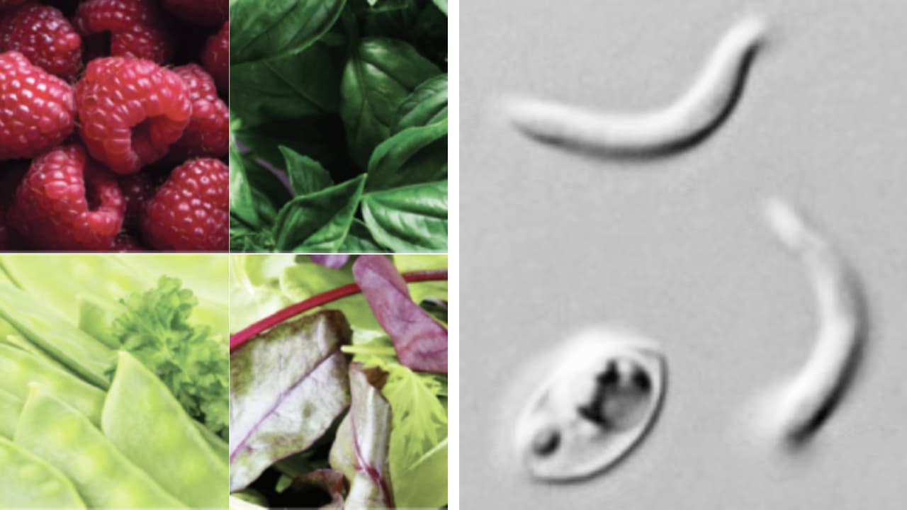 Aumentan casos de ciclosporosis en el área de Houston, una infección intestinal causada por un parásito