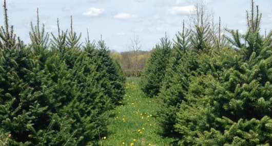 <b>Abeto de Canaán: </b>Este árbol, que se encuentra ampliamente en el valle de Canaan, en el noreste de Virginia Occidental, es una variación genética del abeto bálsamo tradicional. Originario también de Pensilvania y Nueva York, donde se puede encontrar en rodales remotos, su área de distribución se extiende hasta el norte de Sheet Harbor, Nueva Escocia. Aunque es similar en apariencia a las fuentes tradicionales, sus agujas tienden a ser más largas, alrededor de una pulgada de largo y varían más en color. Sin embargo, su follaje a menudo puede conservar la apariencia de cepillo de botella del abeto Fraser, su contraparte del sur. Relativamente nuevo en la industria de los árboles de Navidad, su popularidad sigue aumentando.