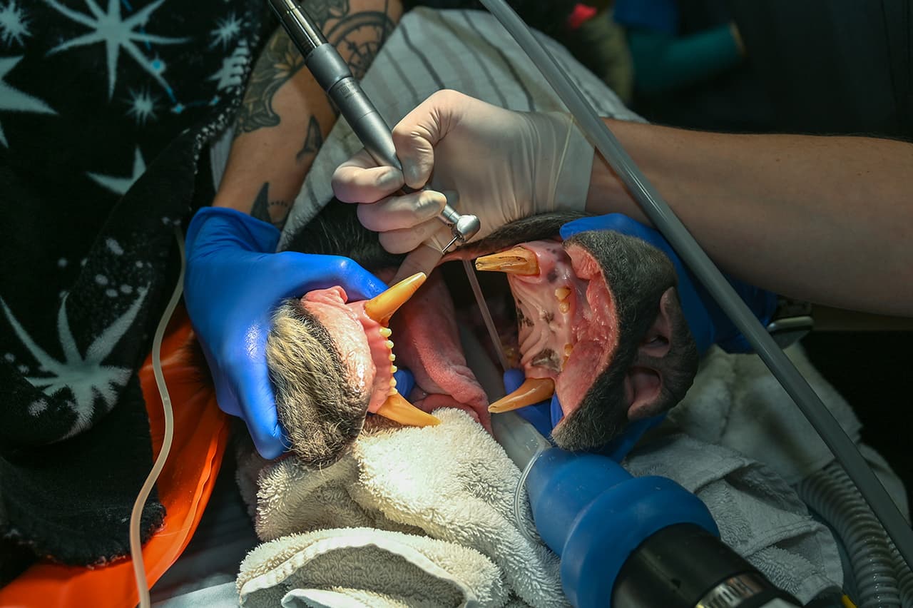 Este es el enorme hocico abierto de un oso perezoso, un mamífero autóctono de Asia. Los veterinarios le realizan una limpieza dental.