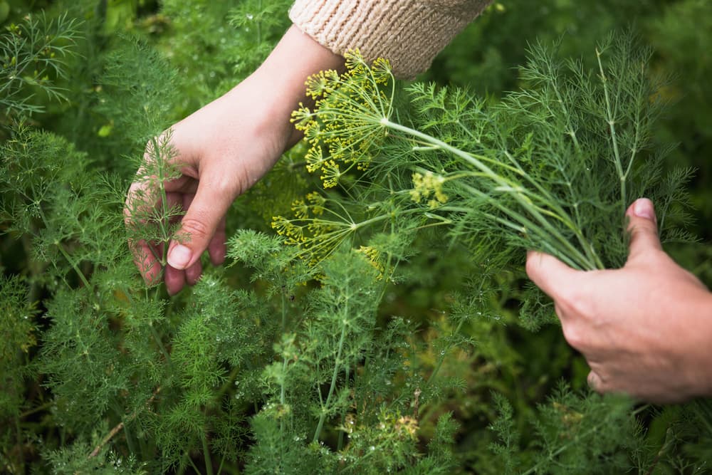 Es una hierba cuyo tallo se caracteriza por ser fino y muy delicado, mientras que su raíz es larga y delgada. Las hojas del eneldo tienen un particular color verde y están adornadas por flores amarillas y pequeños frutos.