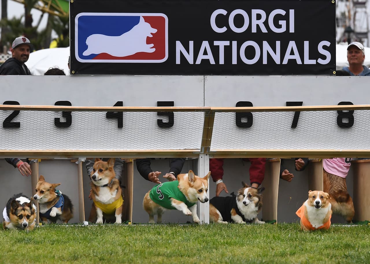 Algunos corgi tuvieron problemas en la salida de sus competencias...