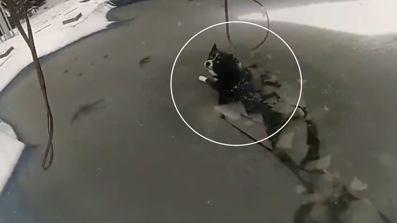 Rescatan a perro que cayó en piscina congelada en el condado de Delaware, Pensilvania