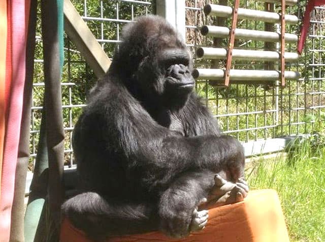 Muere Koko, la gorila que conmovió al mundo por su capacidad para entender lenguaje de señas