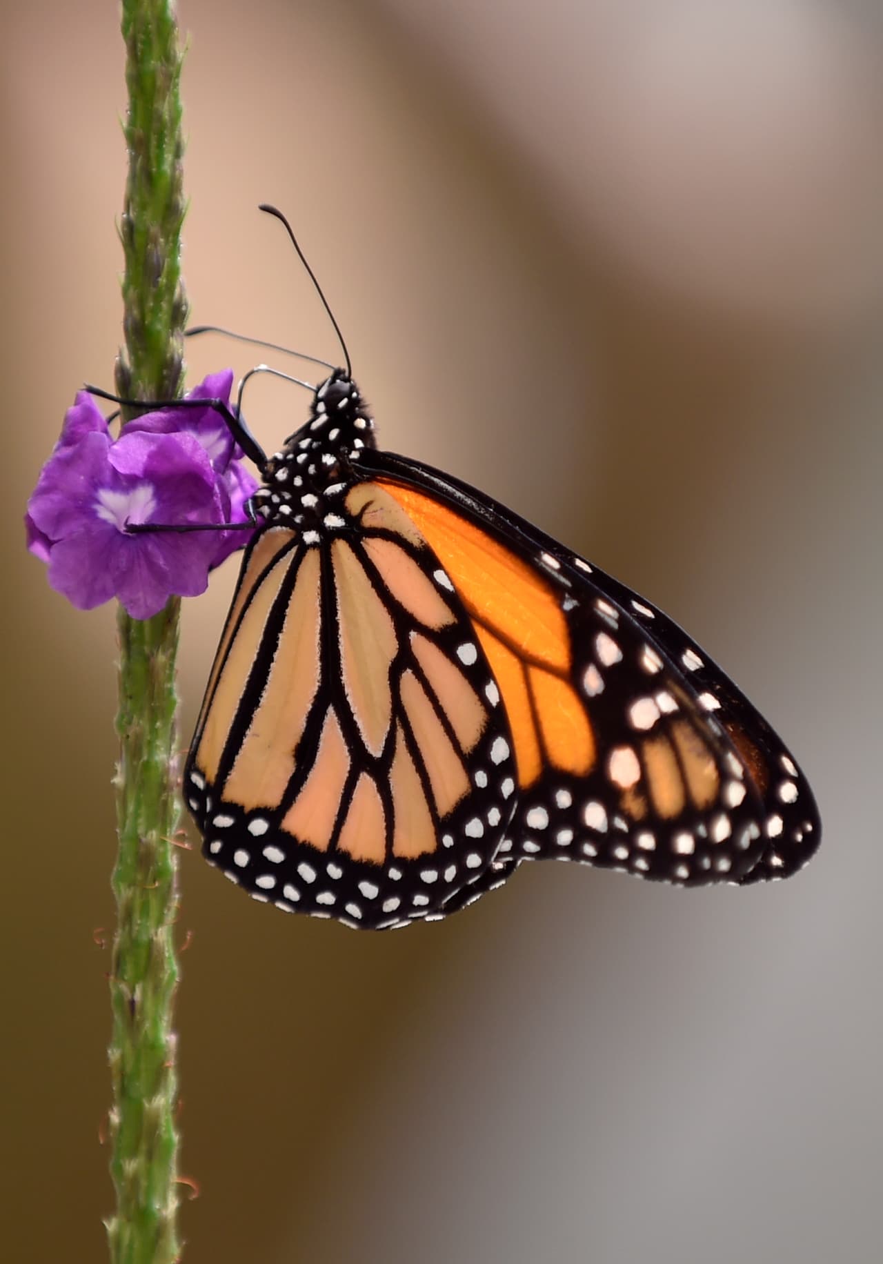 También suelen volar desde Nueva Escocia hasta los bosques de México.