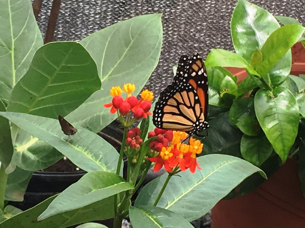 La iniciativa nació por el interés de los estudianes en unirse por un fin común. Estos reflexionaron sobre la violencia entre los jóvenes y lo efímero de la vida. Con el proyecto del mariposario, los estudiantes aprenden que al igual que las mariposas, todo tiene un ciclo, y que las mariposas tienen una vida corta y productiva y cumplen con un propósito.