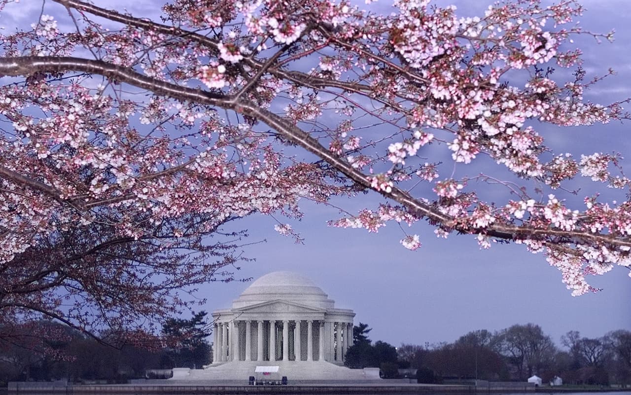 ¿Los cerezos de DC serán talados? Qué se sabe del rumor del campo de golf de Trump