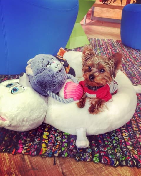 Es muy fácil querer a esta peluda estrella, nada más hay que mirar esos ojitos que reflejan que nos entiende.