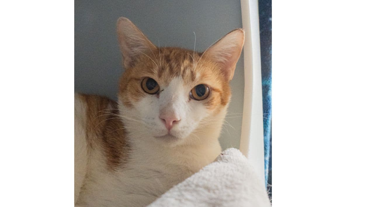 Forseti, gatito rescatado en Hawai que voló hasta California a conocer a sus nuevo dueño