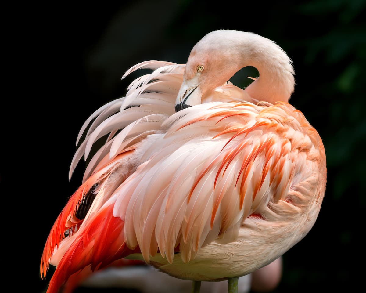Al nacer las crías de flamenco tienen un plumaje blanco pero las plumas del adulto son de color rosa luminoso a rojo a causa del alimento que consumen.