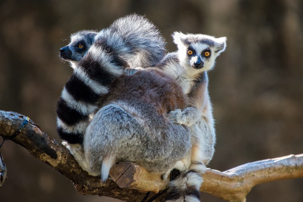 Los boletos se ofrecerán en tres días, de 9:00 a 11:00 a.m., de 12:00 p.m. a las 2:00 p.m. y de 3:00 a 5:00 p.m.