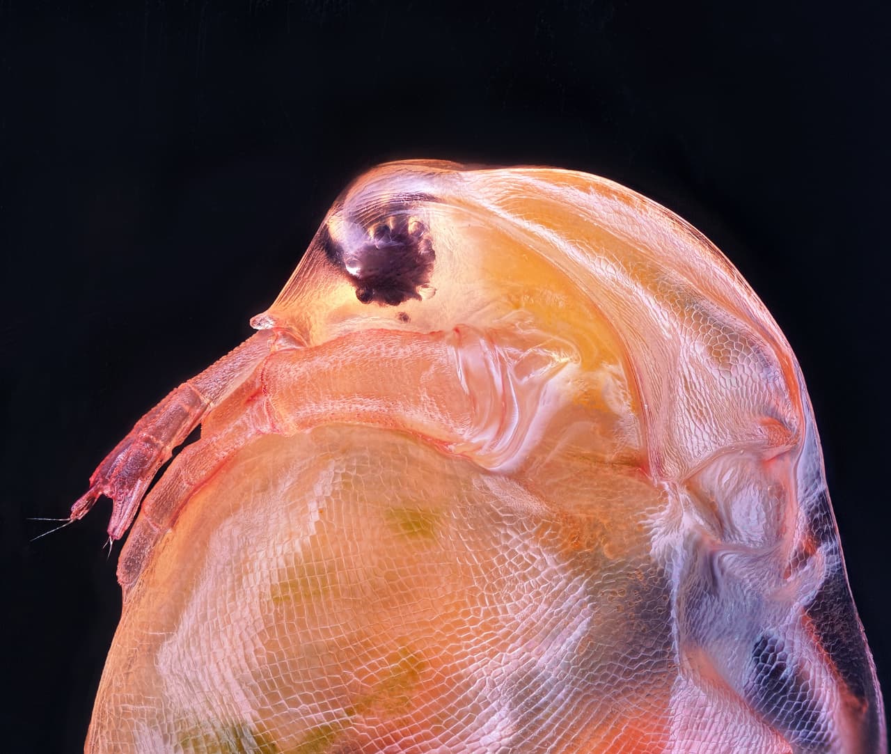 <b>Daphnia magna.</b> Un ejemplar de la especie Phyllopoda (microcrustáceos). Ganadora del 10mo lugar del concurso.